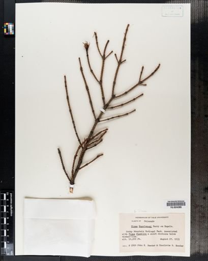 Picea engelmanii