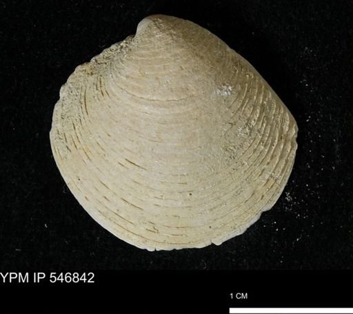 Venus mercenaria antiqua