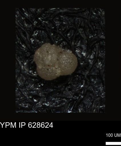 undet. Foraminiferida