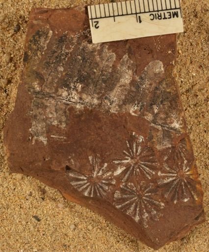 Annularia sphenophylloides