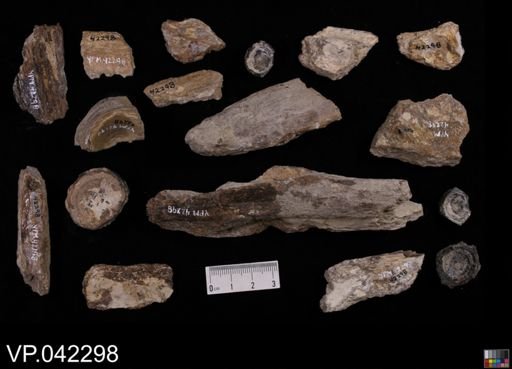 undet. Actinopterygii