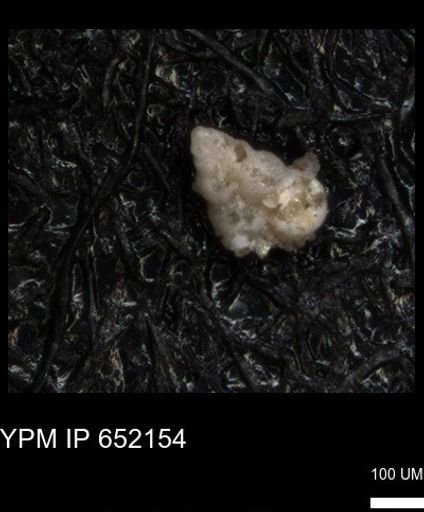 undet. Heterohelicidae