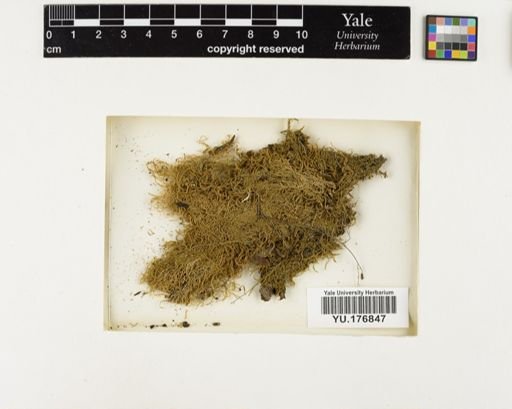 Plantae