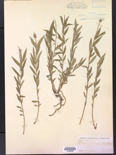 Polygala senega