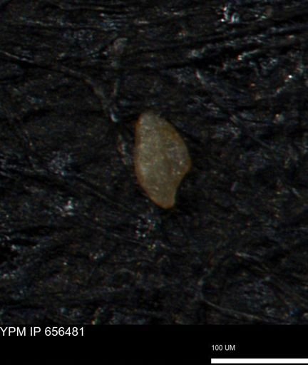 undet. Foraminiferida