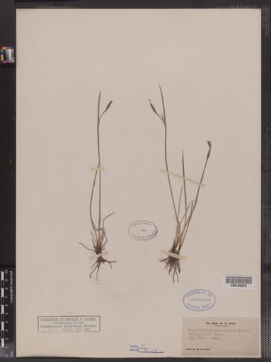 Sisyrinchium mucronatum