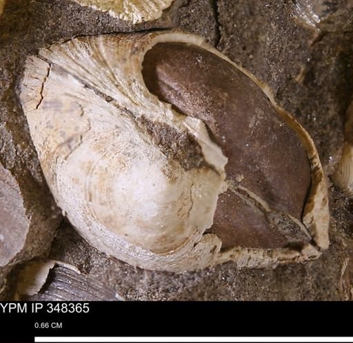 Limopsis striatopunctatus