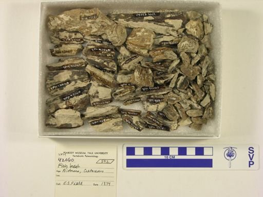 Cimolichthys sp.