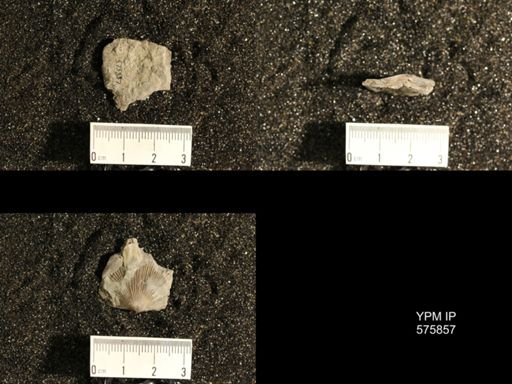 Dinorthis subquadrata