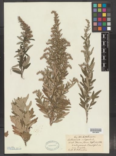 Artemisia vulgaris