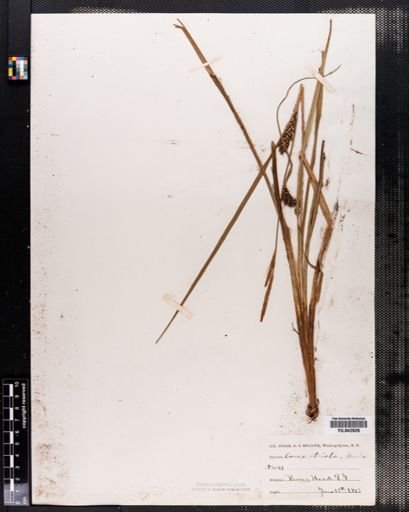 Carex