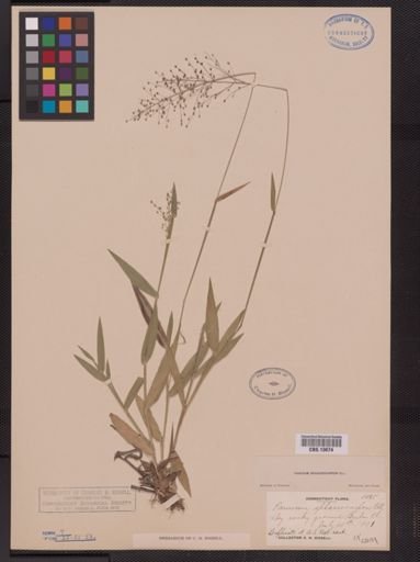 Panicum sphaerocarpon