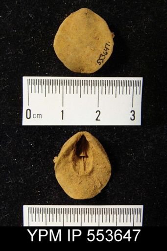 Costellirostra peculiaris