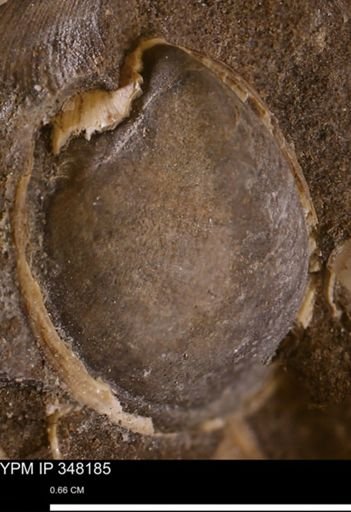 Limopsis striatopunctatus