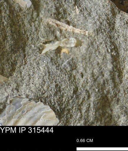 undet. Mollusca