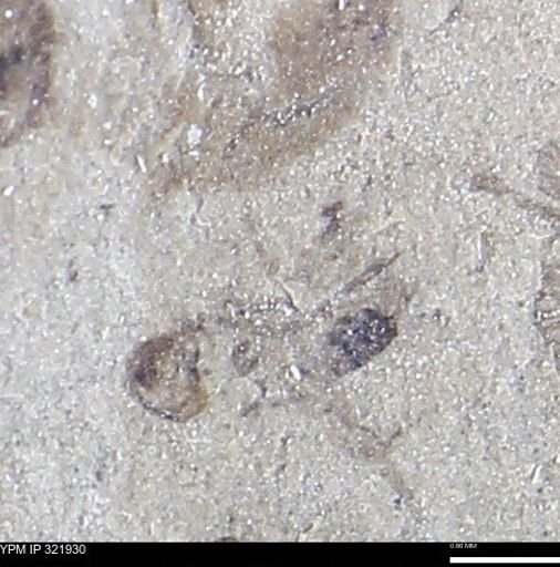 undet. Insecta
