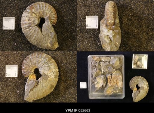 Jeletzkytes nebrascensis