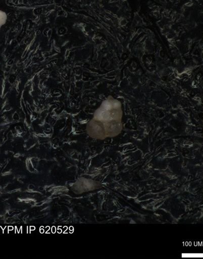 undet. Heterohelicidae