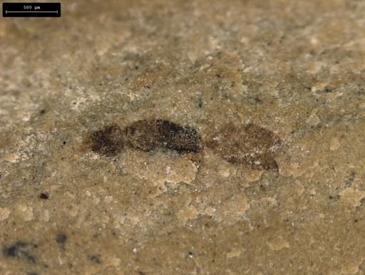 taxon undetermined