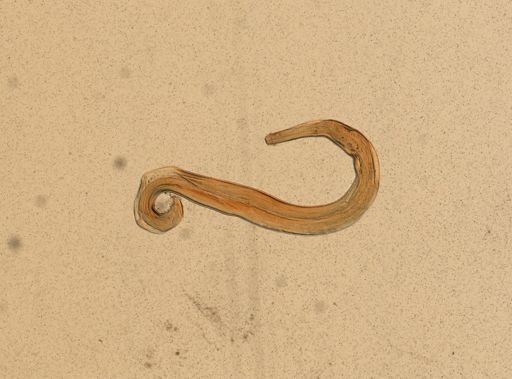 Enterobius vermicularis