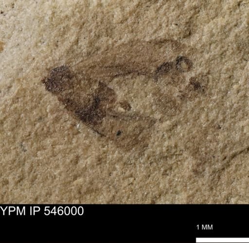 taxon undetermined