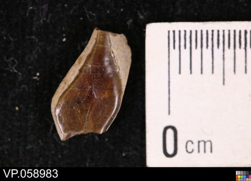 undet. Actinopterygii