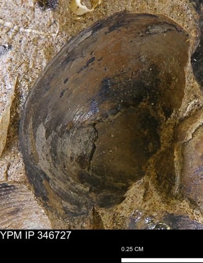undet. Bivalvia
