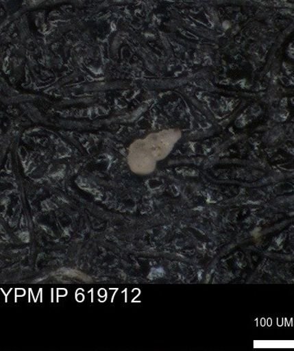 undet. Heterohelicidae