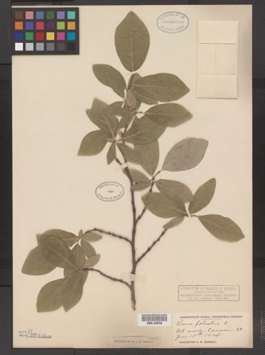 Dirca palustris