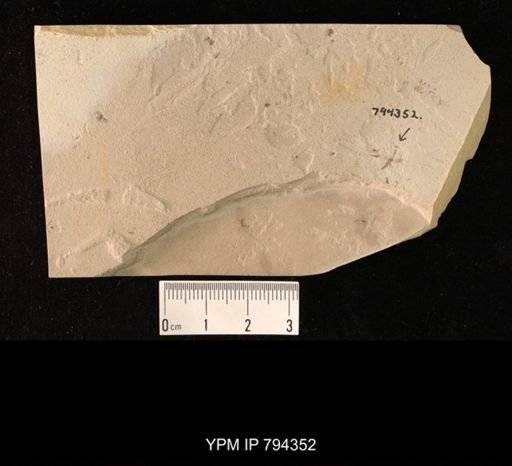 undet. Diptera