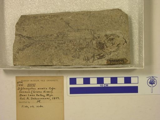 Diplomystus analis