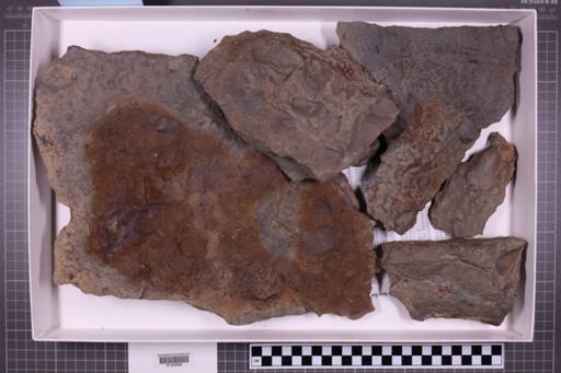 mixed taxa, stratigraphic collection