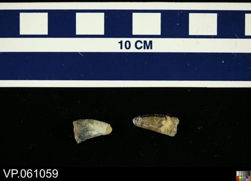 Crocodilia