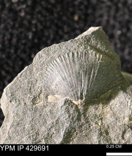 Devonochonetes sp.