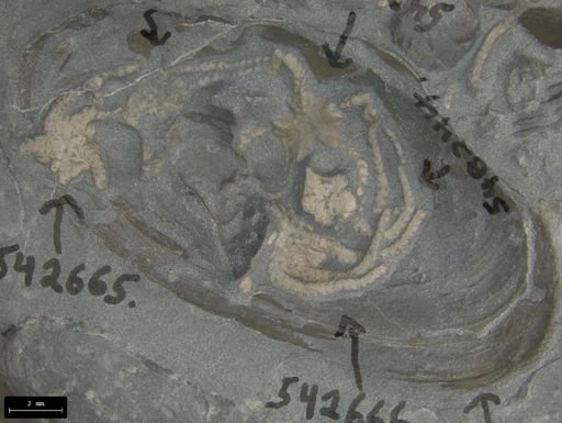 Modiolus?