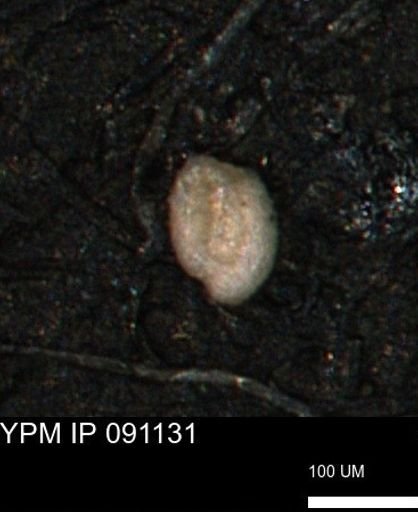undet. Foraminiferida