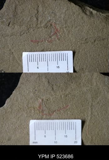 Problematica