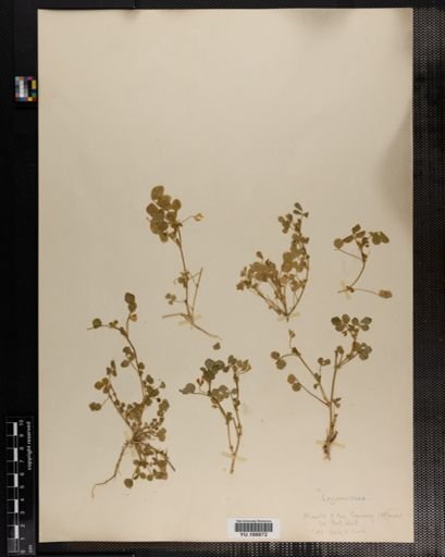 Plantae