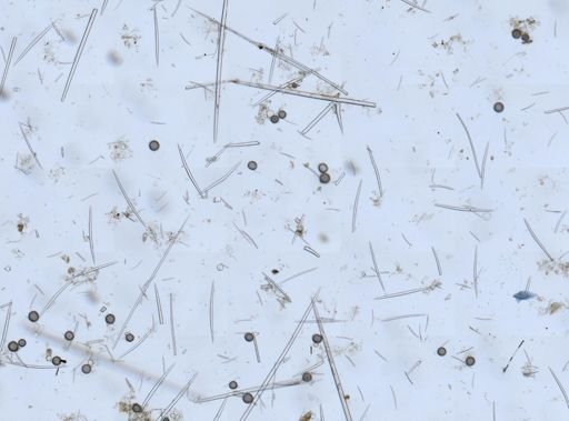 Geodia sp.