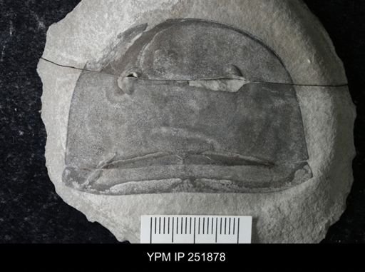 Eurypterus sp.