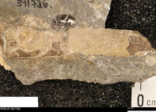 Baculites sp.