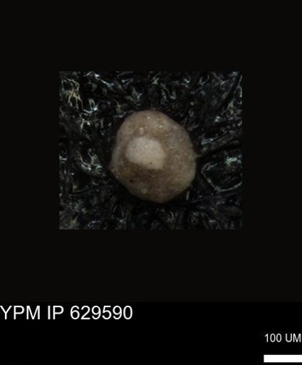 undet. Foraminiferida