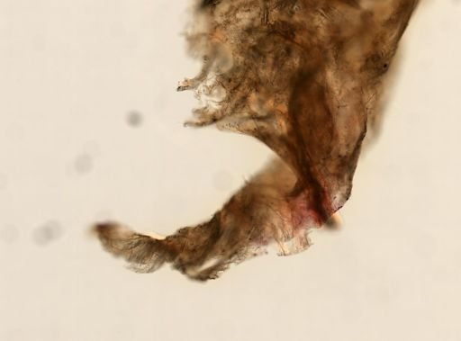 Ircinia ramosa