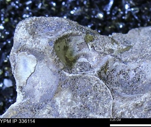 undet. Bivalvia