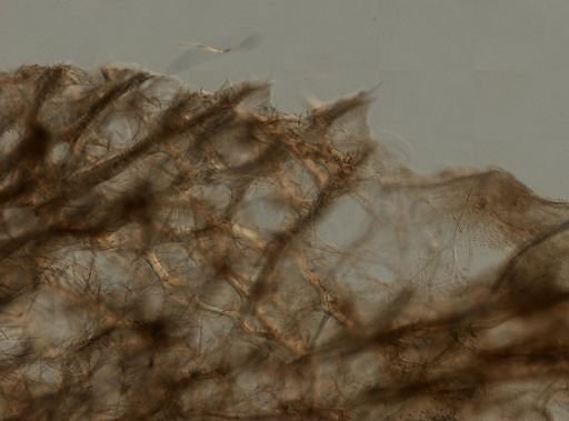 Microcionidae