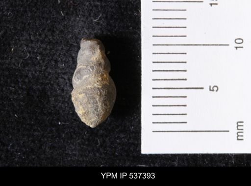 Goniobasis ortmanni