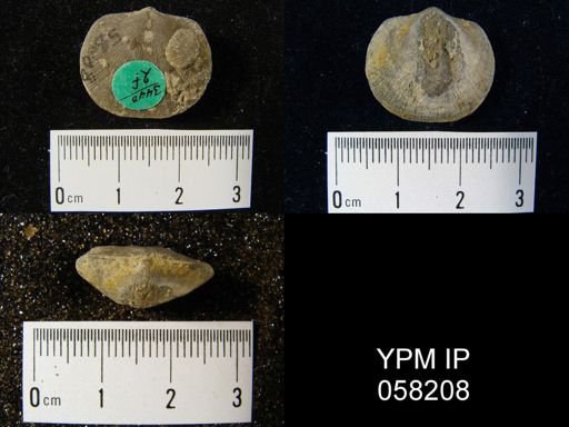 Dalmanella perelegans