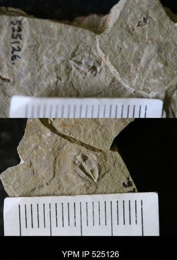undet. Dikelocephalidae