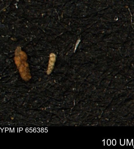 Verneuilinoides kansasensis