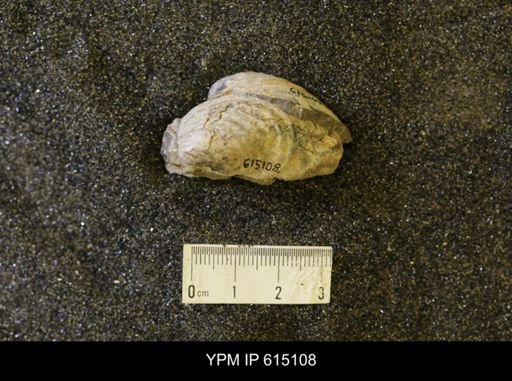 Inoceramus sp.